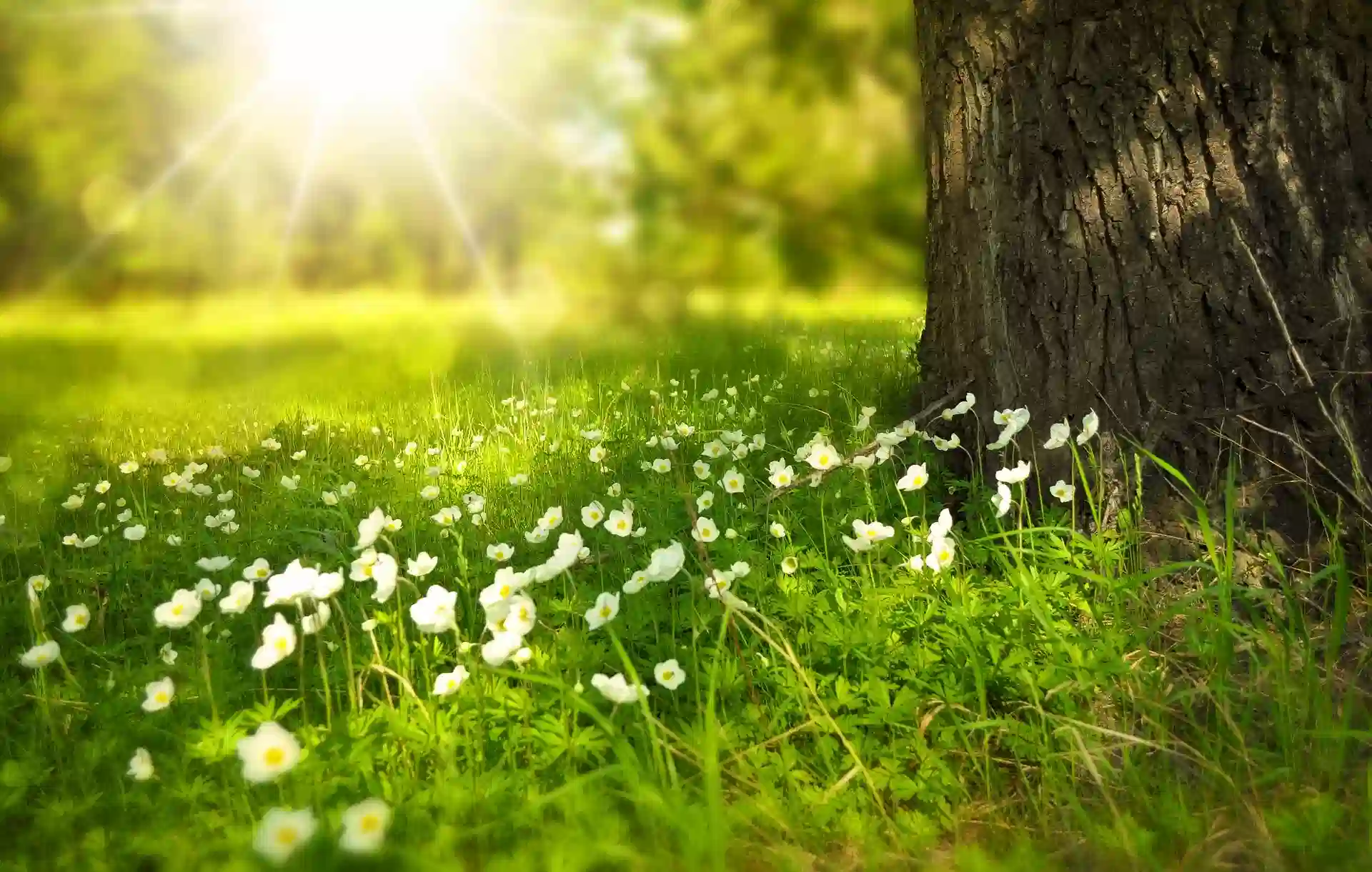 imagen-de-que-es-la-naturaleza